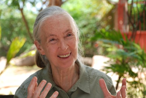 Jane's Journey - Lebensreise der Jane Goodall